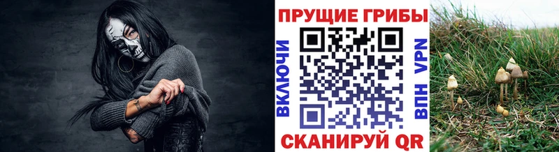 Галлюциногенные грибы Cubensis  даркнет сайт  Уржум 